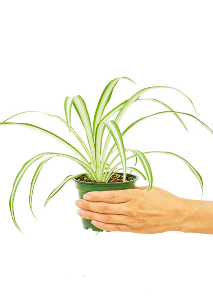 Spider Plant Small