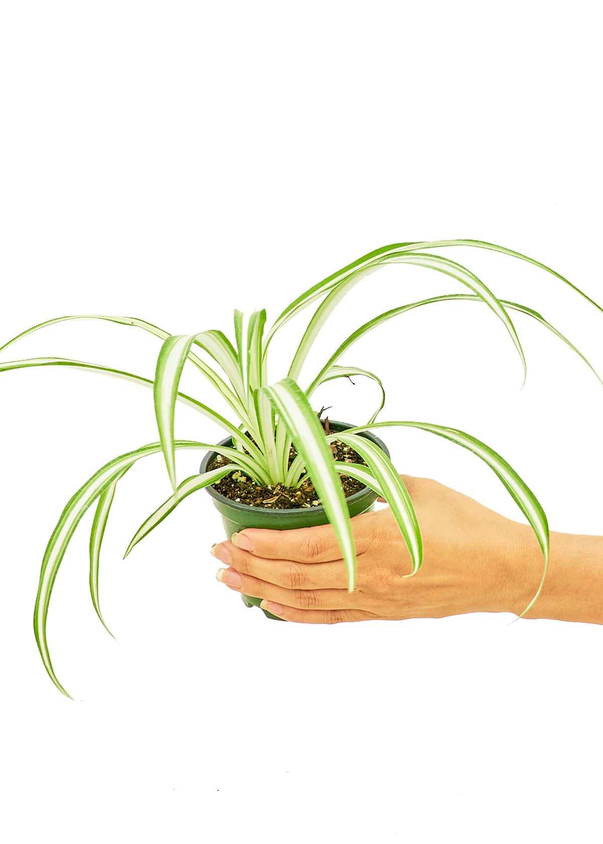 Spider Plant Small