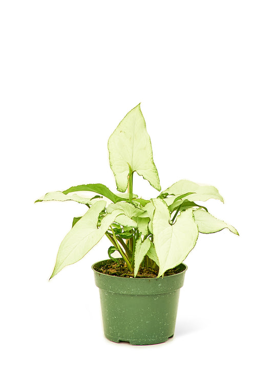 White Arrowhead Plant Small