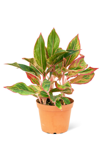 Red Chinese Evergreen Medium