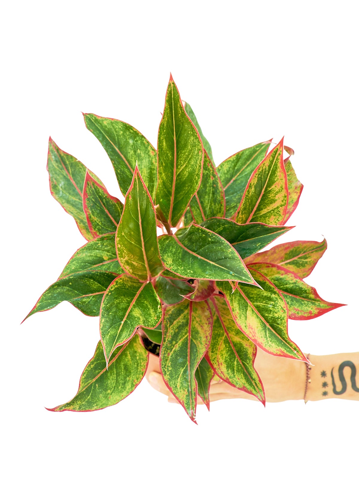 Red Chinese Evergreen Medium