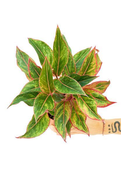 Red Chinese Evergreen Medium