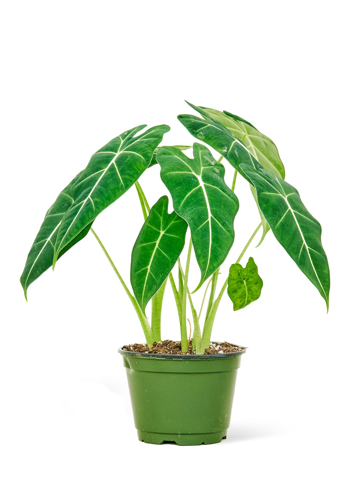 Alocasia Frydek Medium