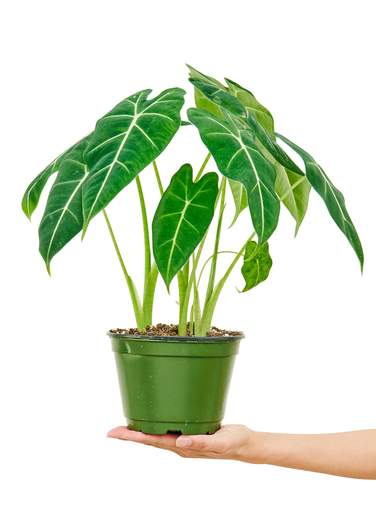 Alocasia Frydek Medium