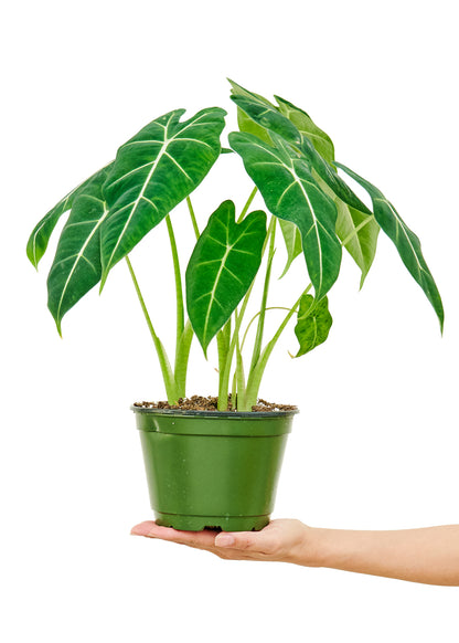 Alocasia Frydek Medium