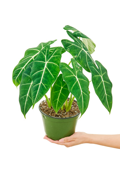 Alocasia Frydek Medium