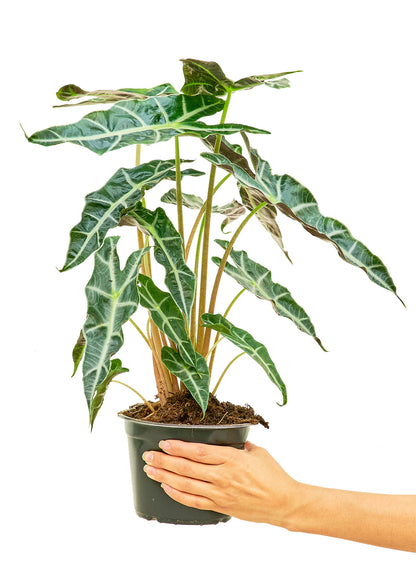 Alocasia Polly Medium