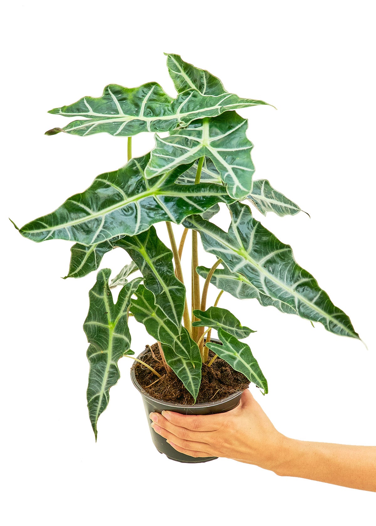 Alocasia Polly Medium