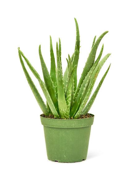 Aloe Vera Medium