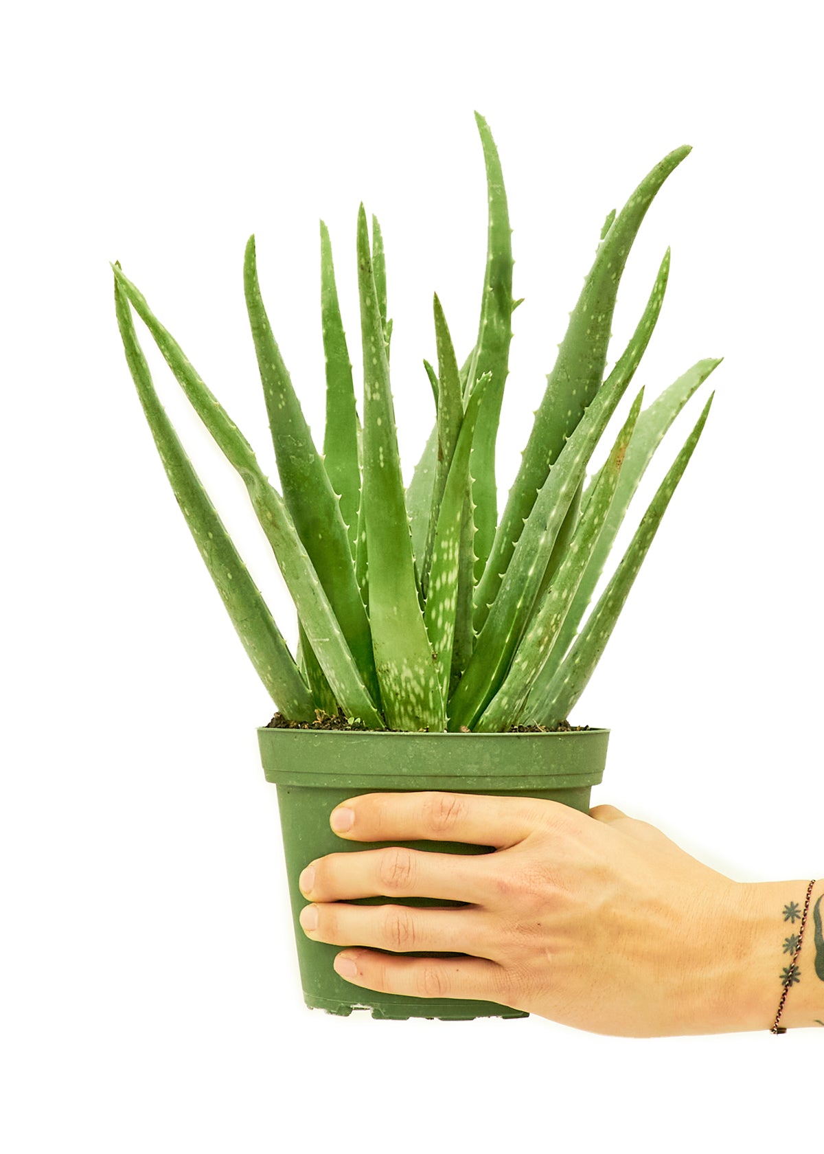 Aloe Vera Medium