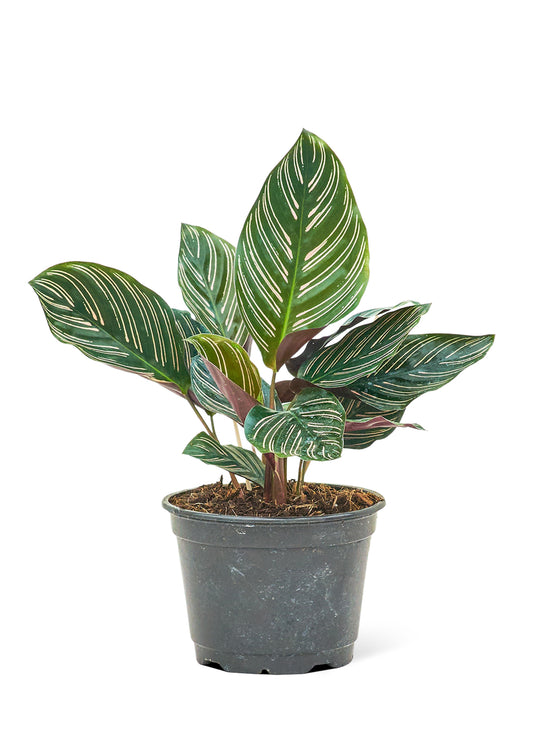 Calathea Pinstripe Medium