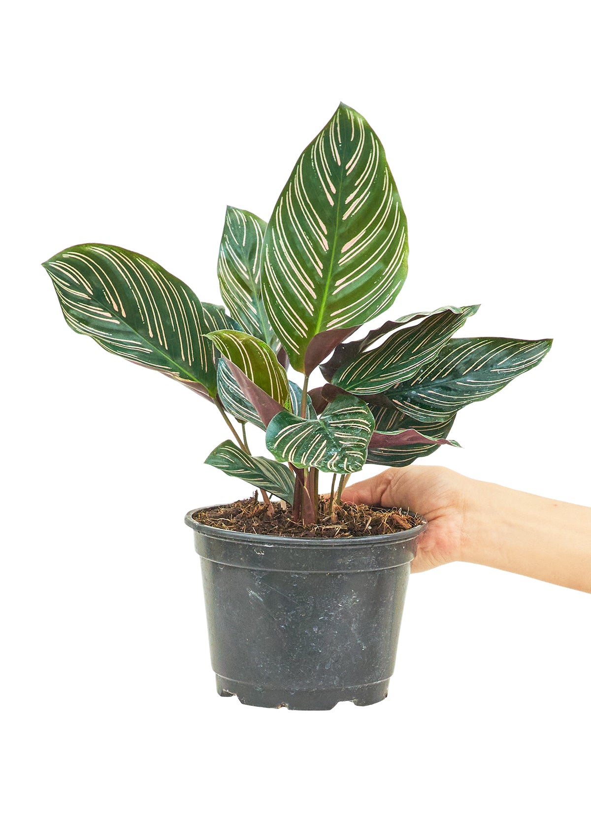 Calathea Pinstripe Medium