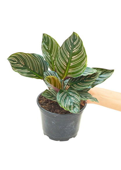 Calathea Pinstripe Medium