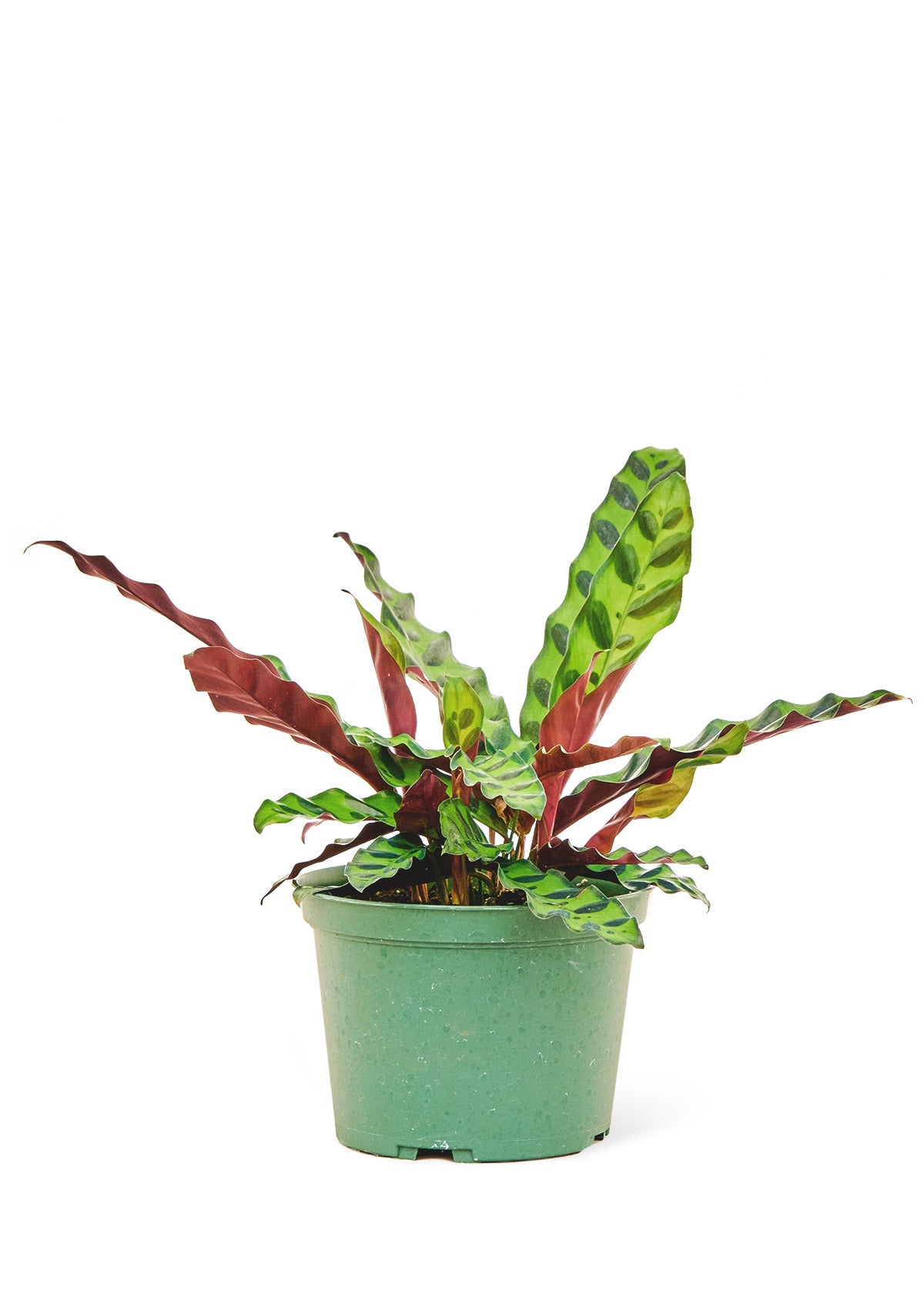 Calathea Rattlesnake Medium