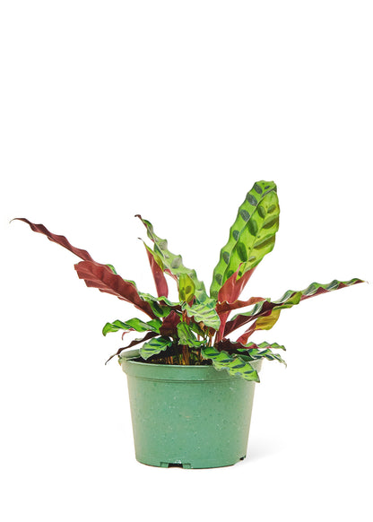 Calathea Rattlesnake Medium