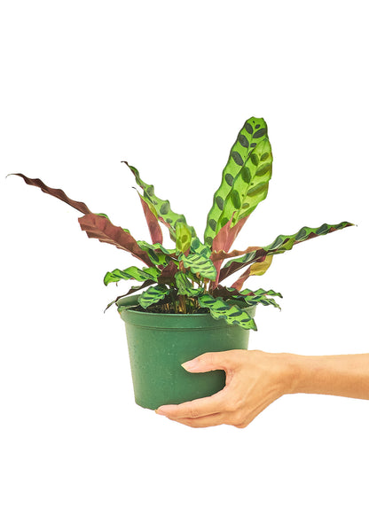 Calathea Rattlesnake Medium