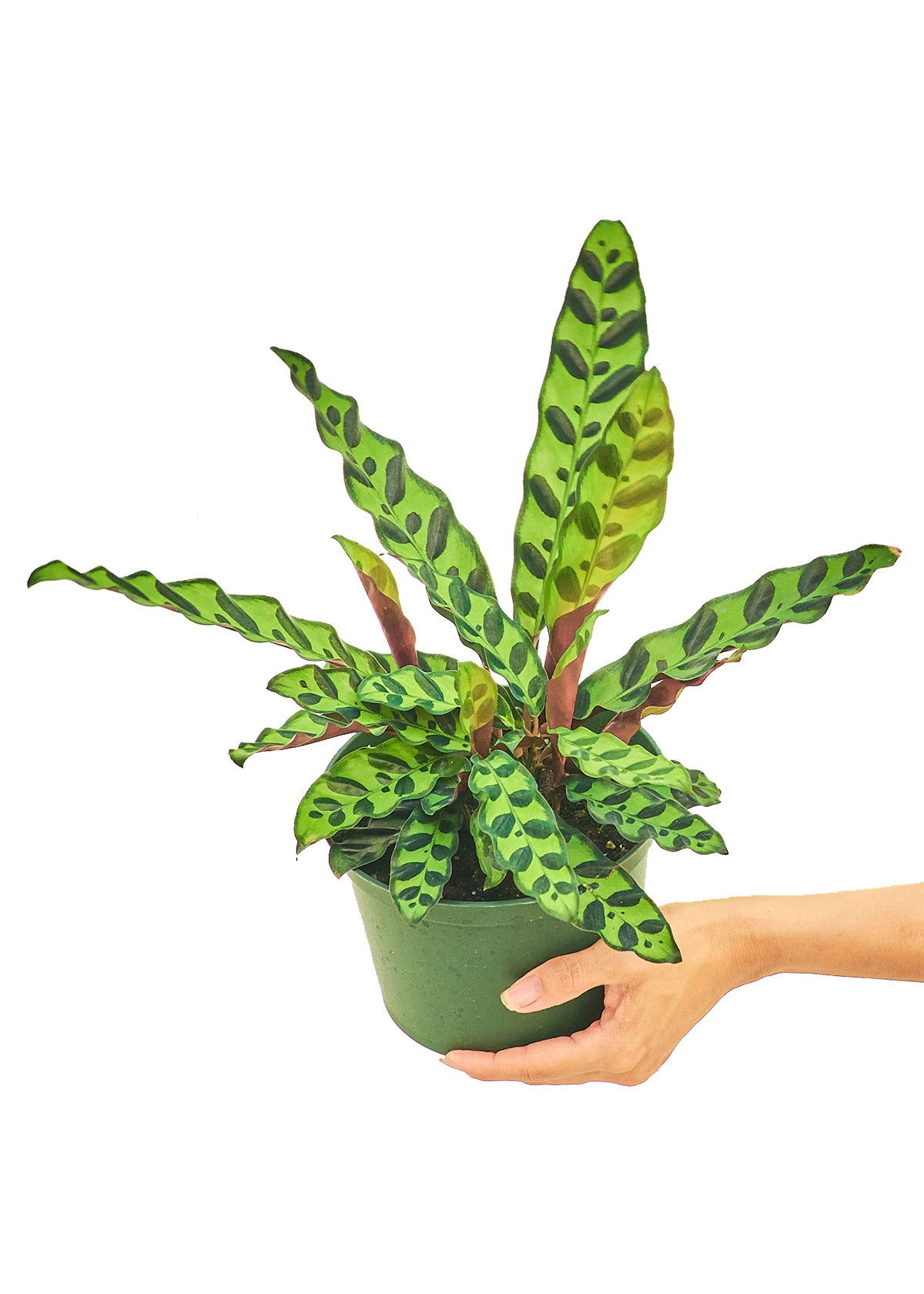 Calathea Rattlesnake Medium