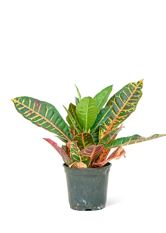 Croton Petra Medium