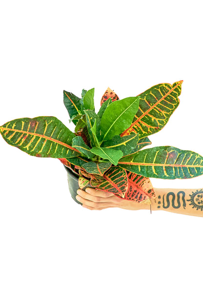 Croton Petra Medium