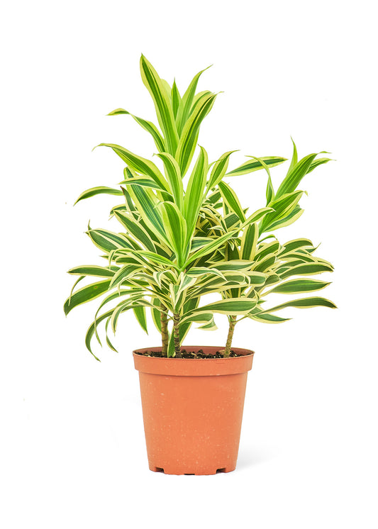 Dracaena Song of India Medium