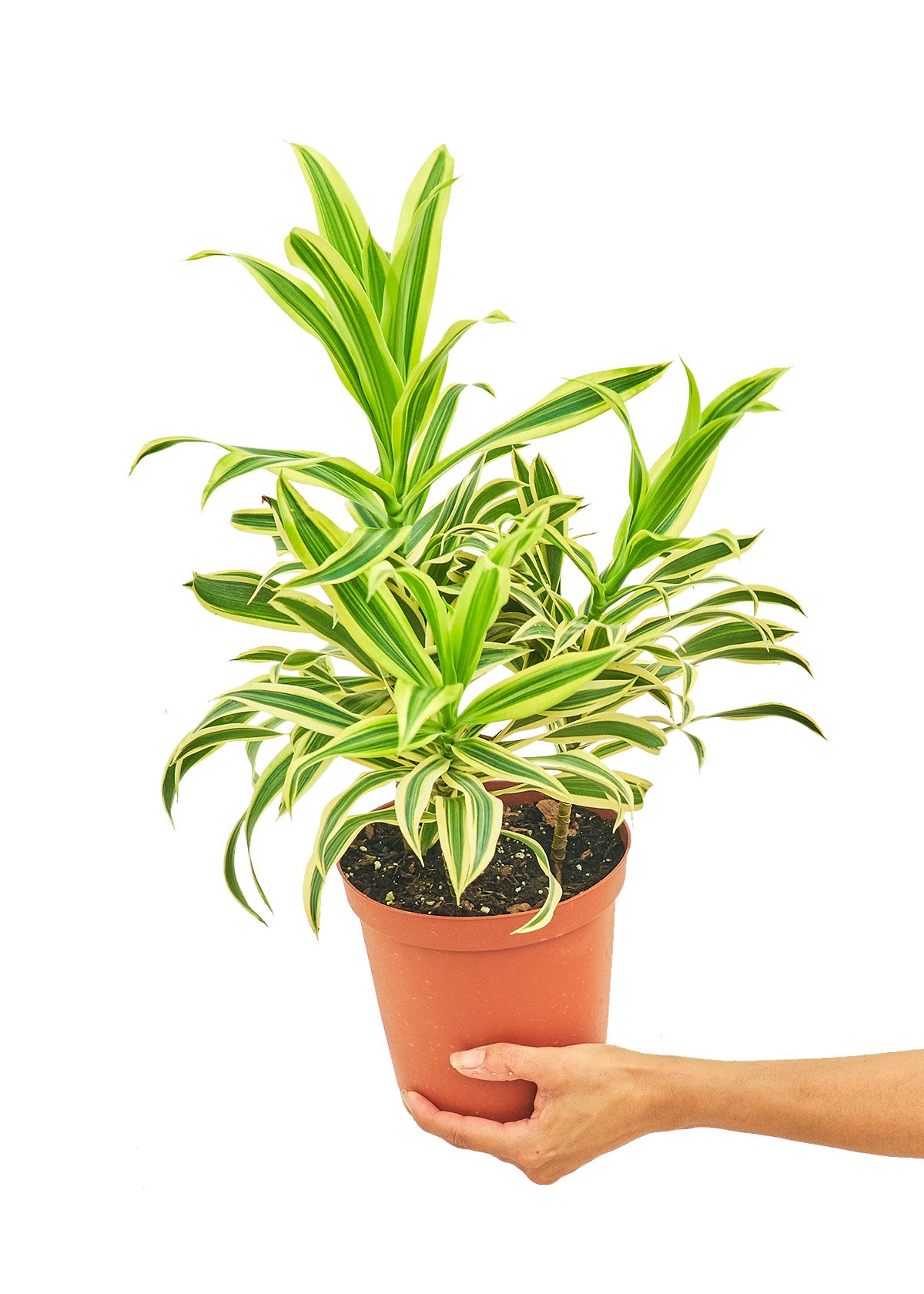 Dracaena Song of India Medium