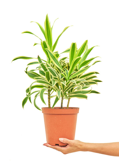 Dracaena Song of India Medium