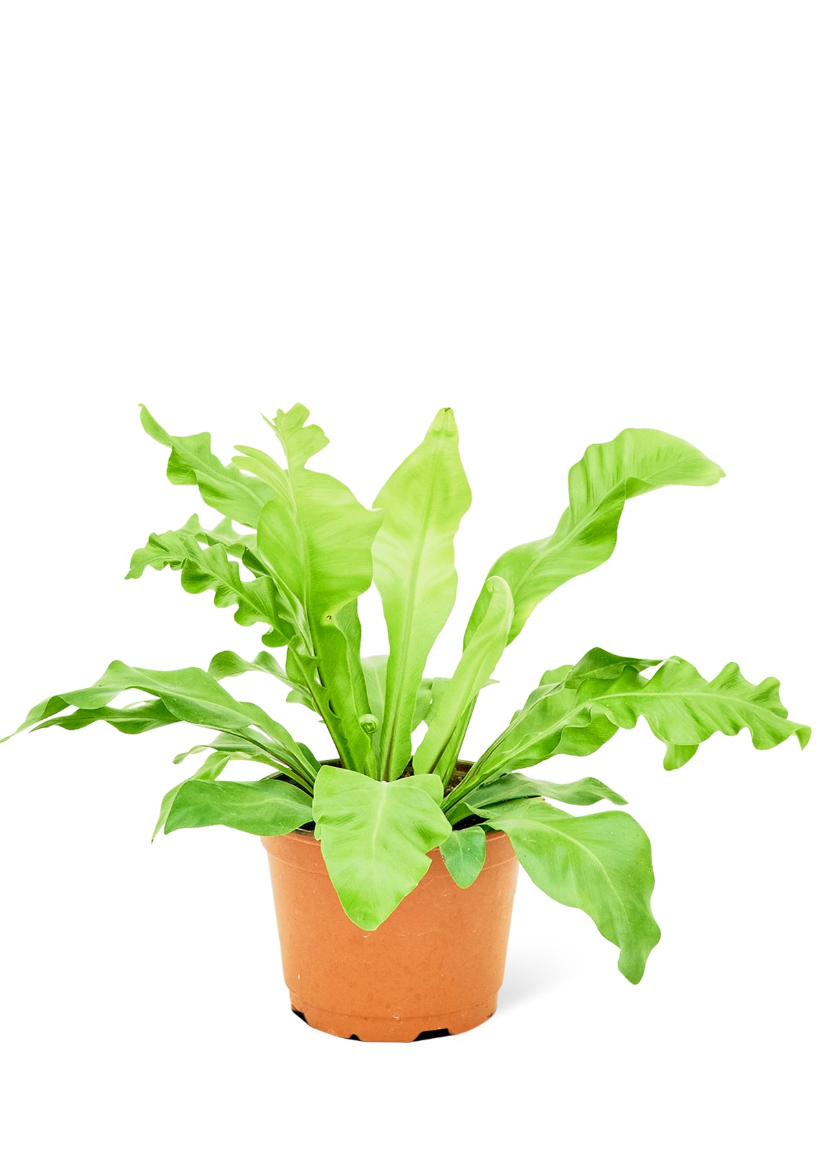 Bird's Nest Fern Medium