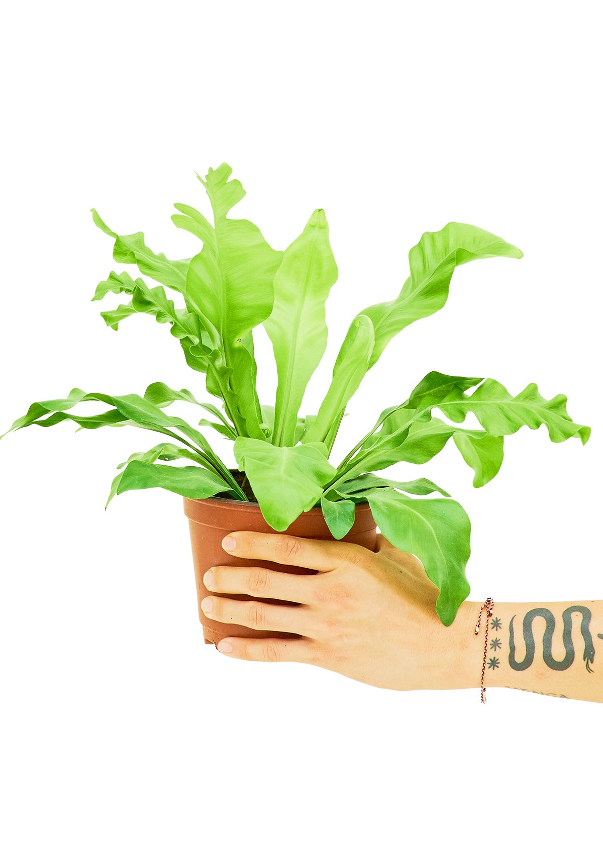 Bird's Nest Fern Medium