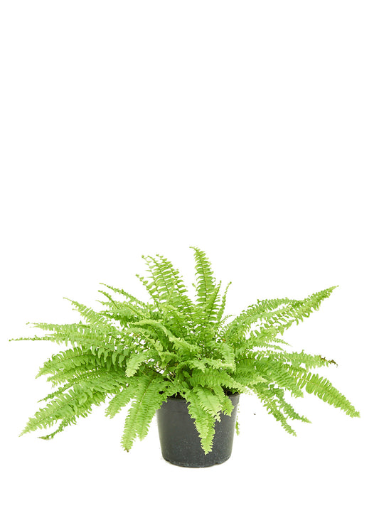 Boston Fern Medium