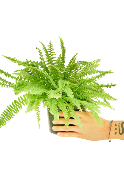 Boston Fern Medium