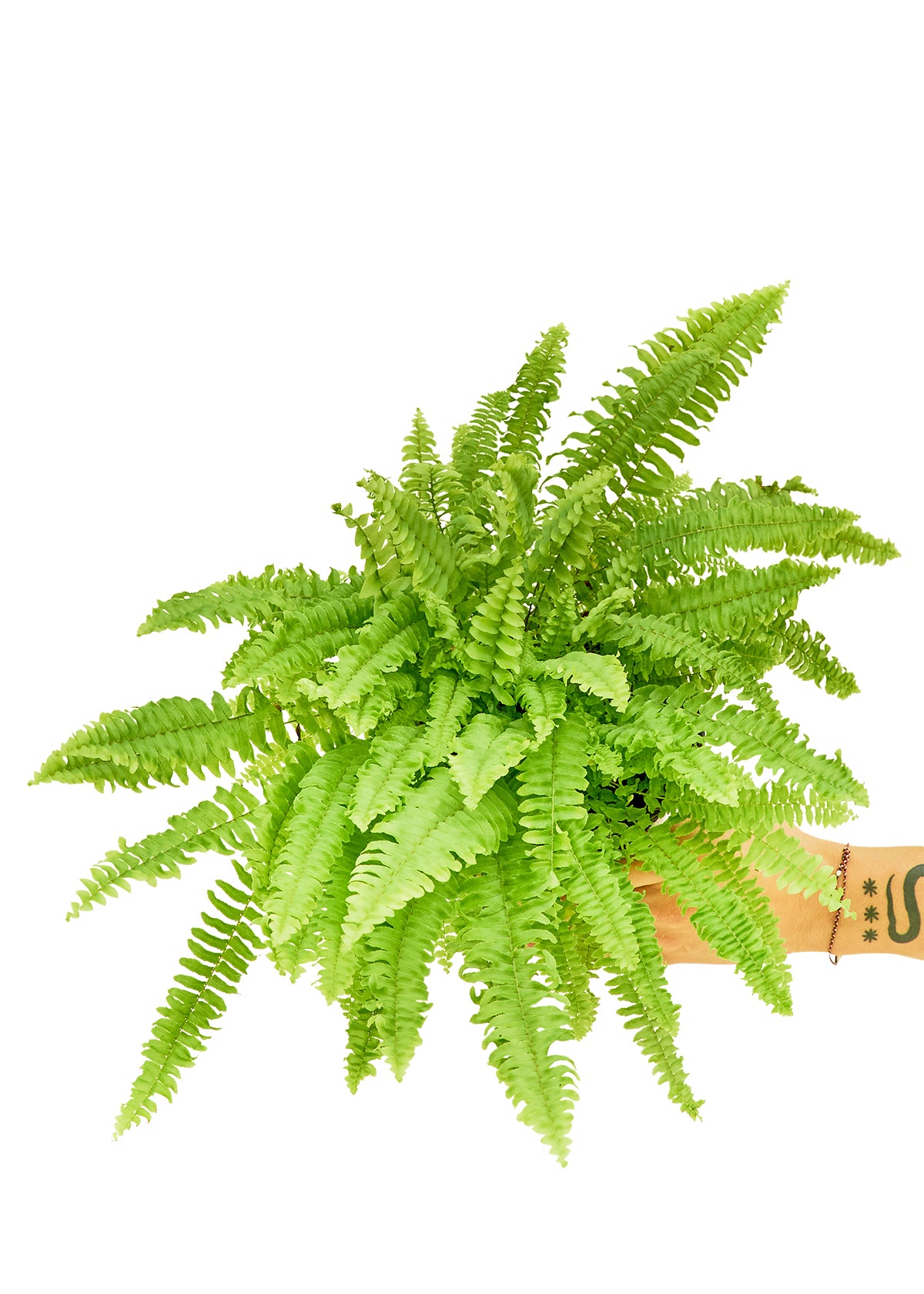 Boston Fern Medium