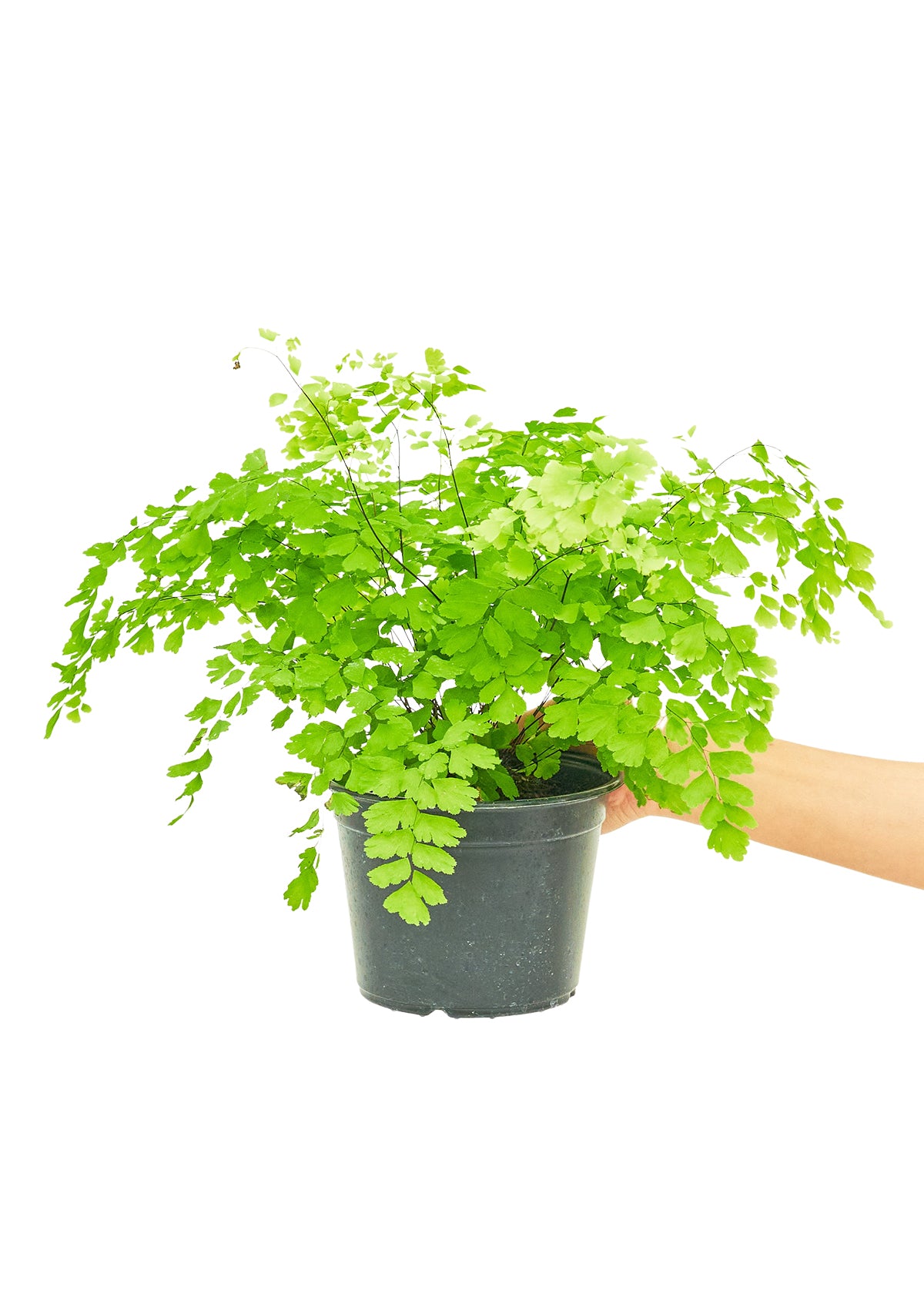 Maidenhair Fern Medium