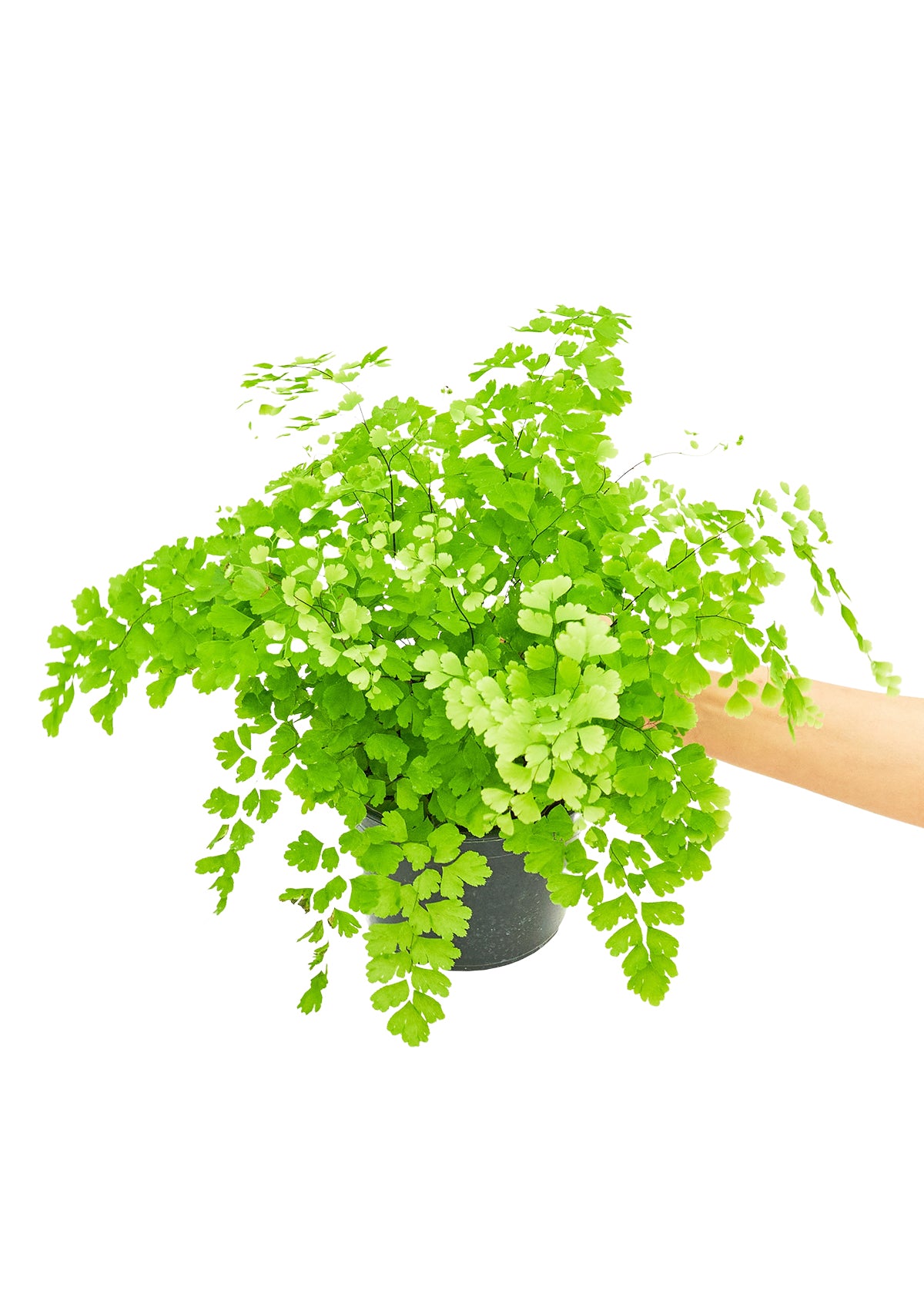 Maidenhair Fern Medium