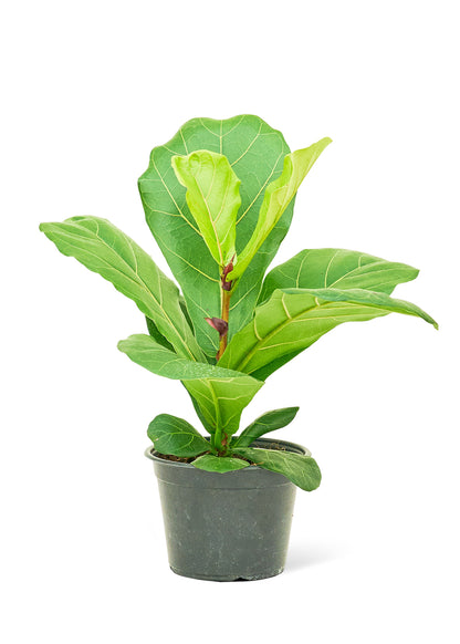 Fiddle Leaf Fig Medium