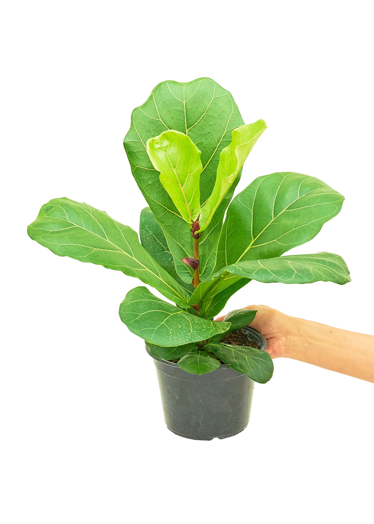 Fiddle Leaf Fig Medium