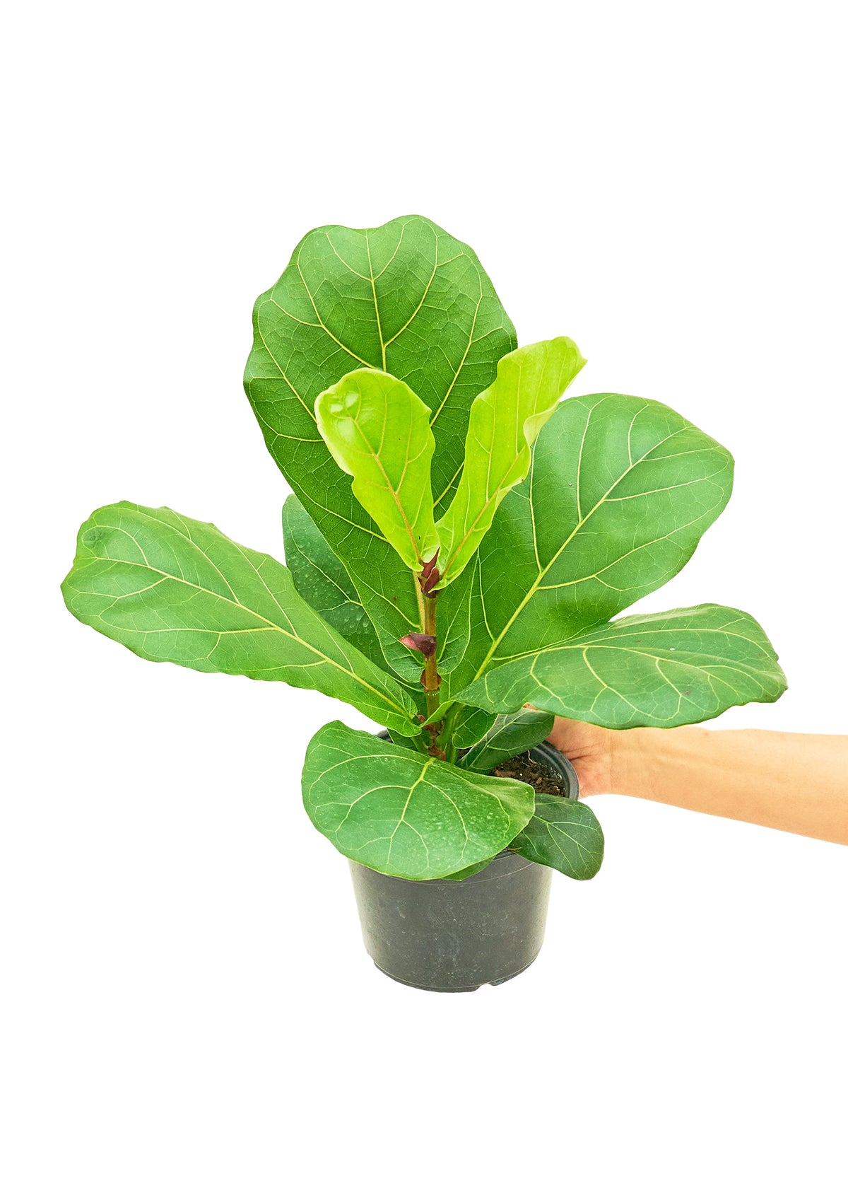 Fiddle Leaf Fig Medium