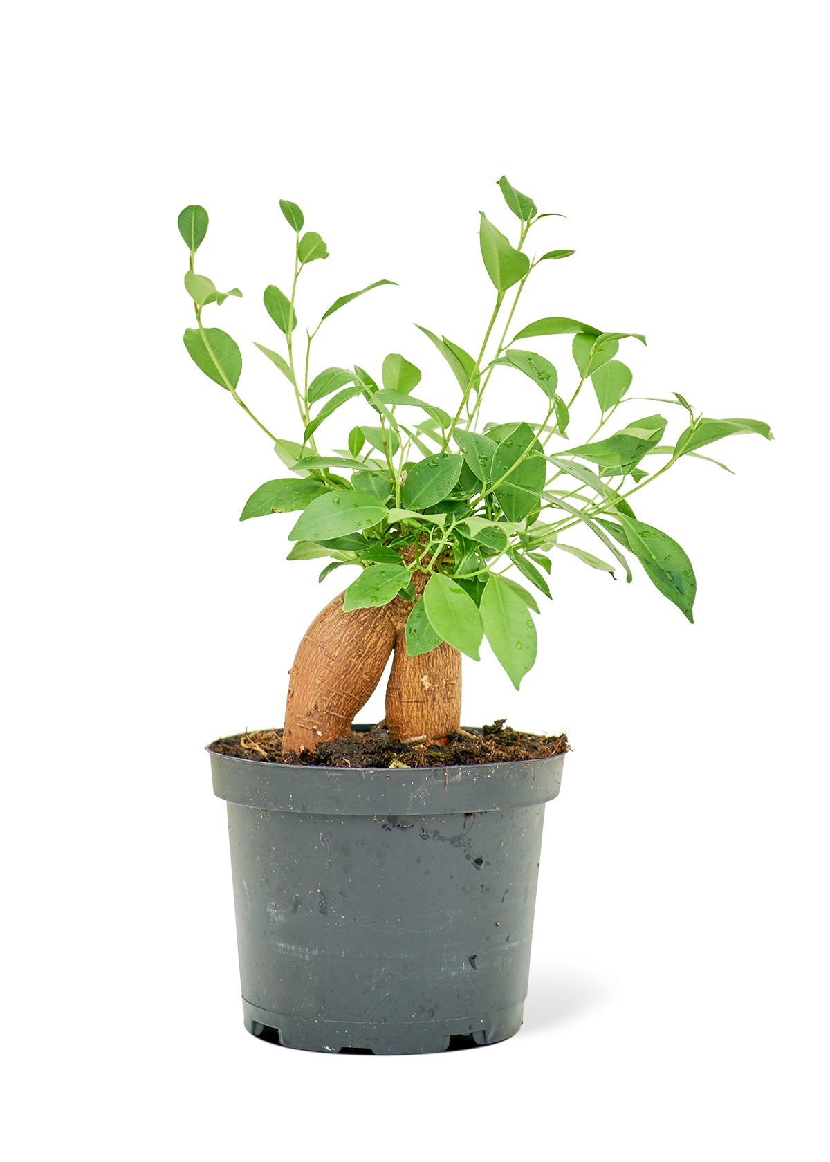 Ficus Ginseng Medium