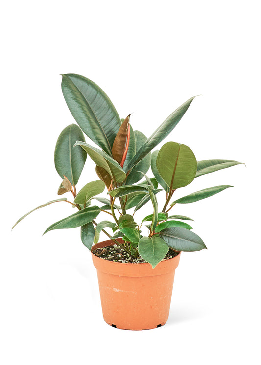 Rubber Tree Burgundy Medium