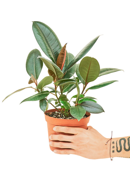 Rubber Tree Burgundy Medium