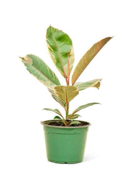 Ficus Tineke Medium