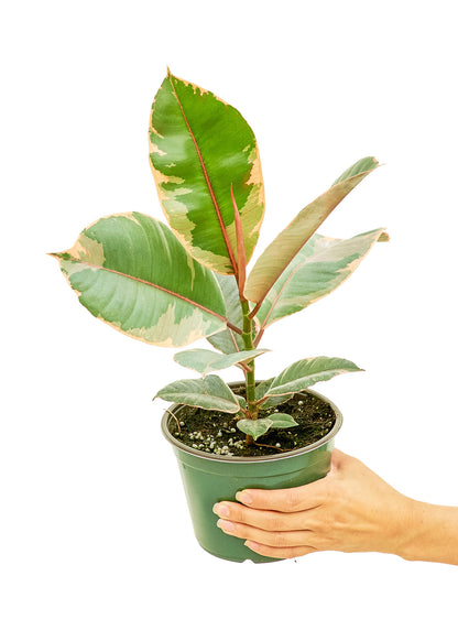 Ficus Tineke Medium