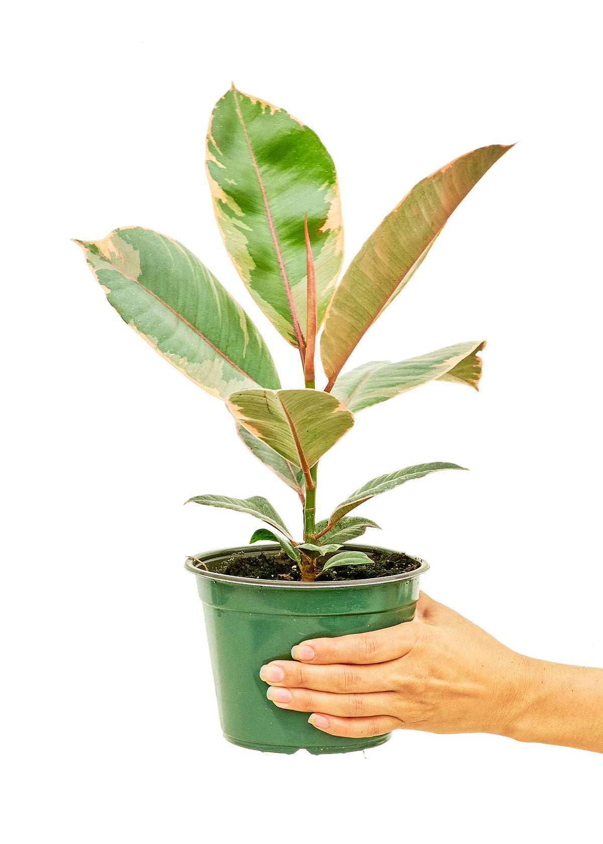 Ficus Tineke Medium