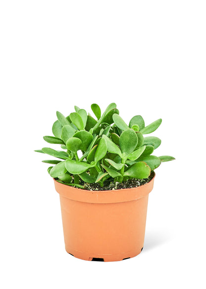 Jade Plant Medium