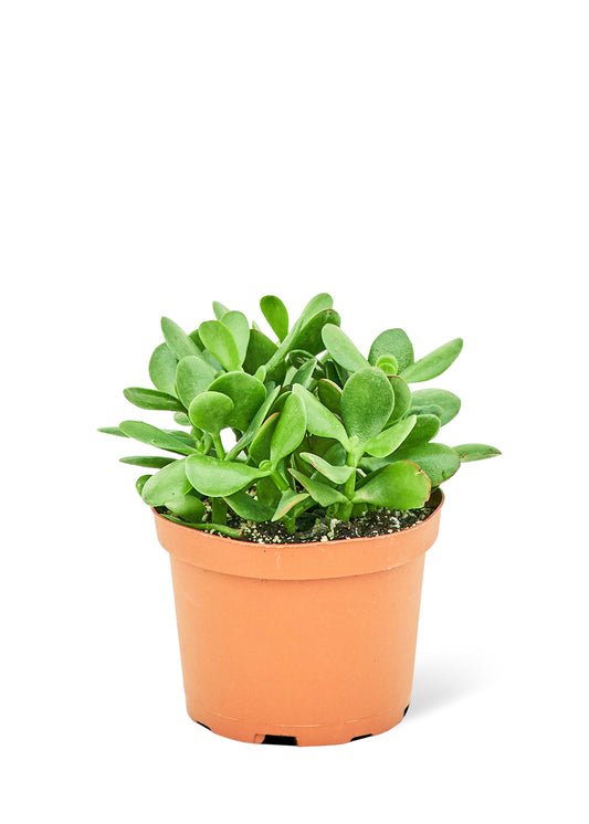 Jade Plant Medium