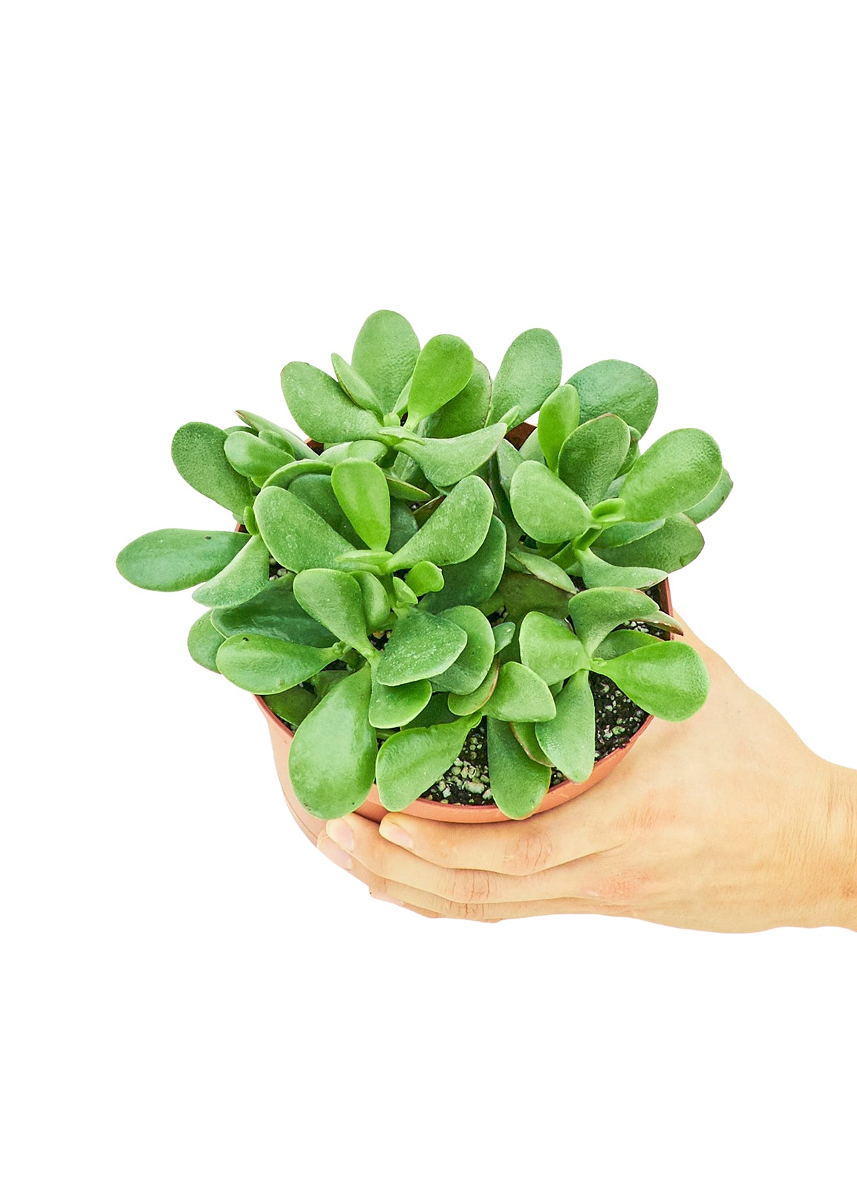 Jade Plant Medium