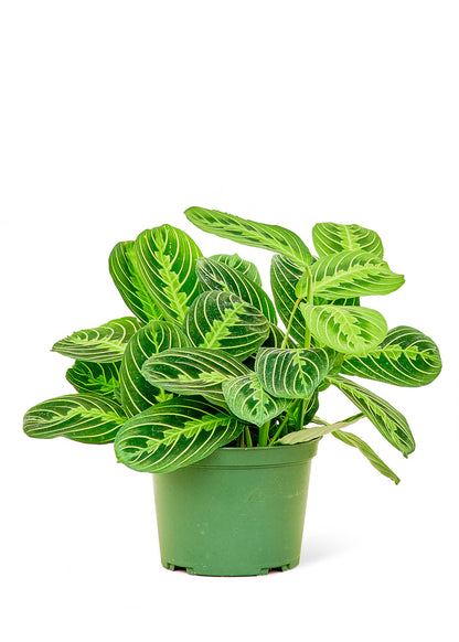 Prayer Plant Beauty Kim Medium