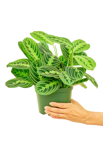 Prayer Plant Beauty Kim Medium