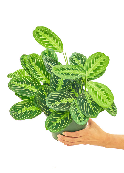 Prayer Plant Beauty Kim Medium