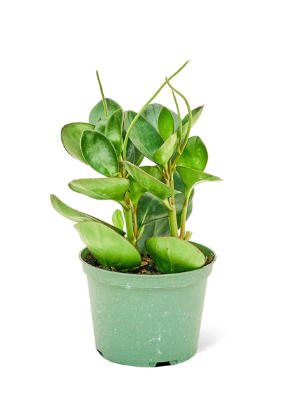 Baby Rubber Plant Medium