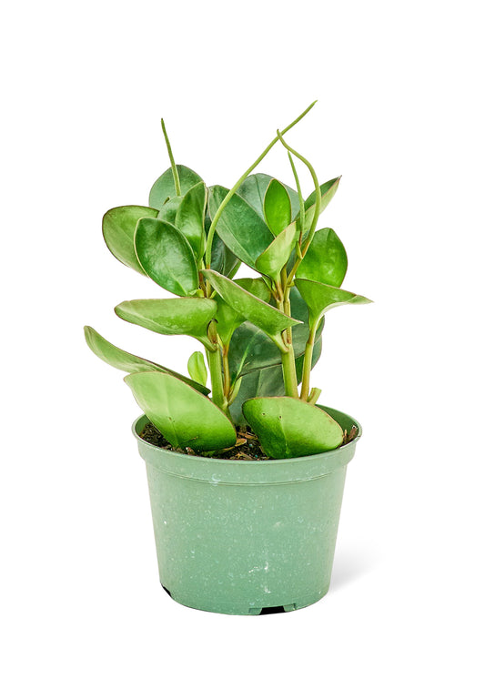 Baby Rubber Plant Medium